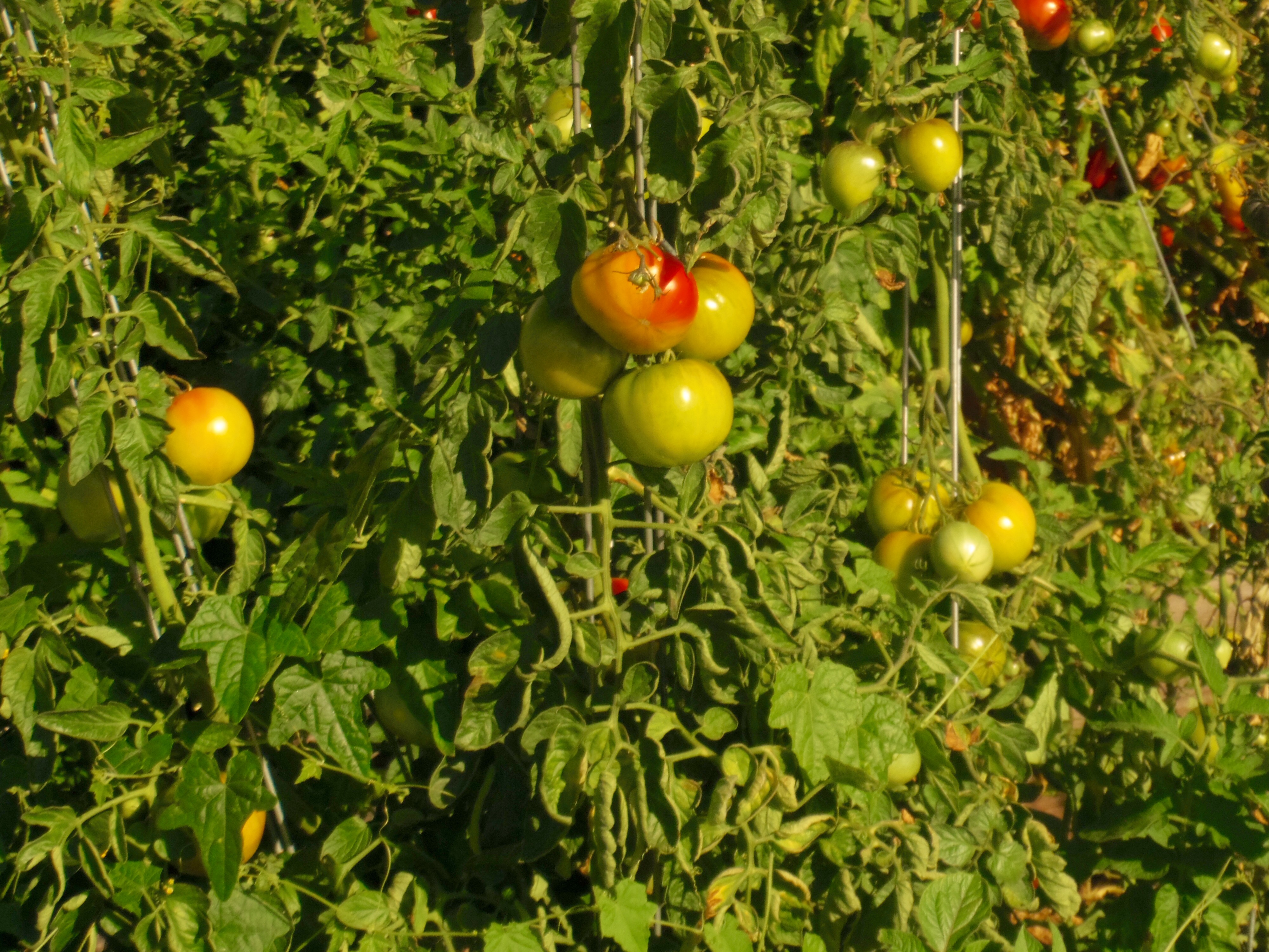 My Neighborhood- Tomatoes