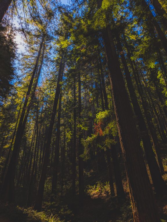 A large canopy of redwood trees