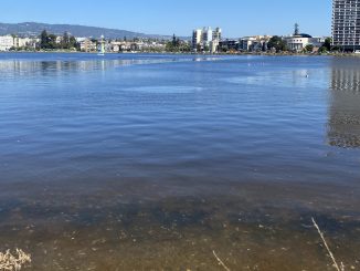 A brown brackish water on the shores of Lake Merritt, with small white dead fish on the bottom or floating