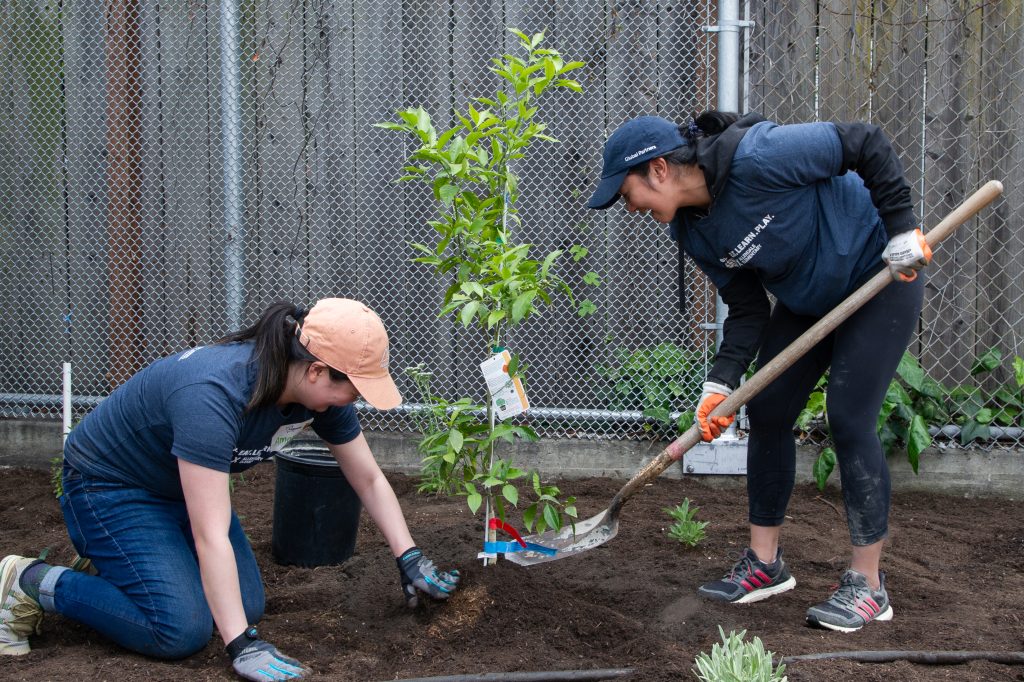 two volunteers plant a new tree at a schoolyard