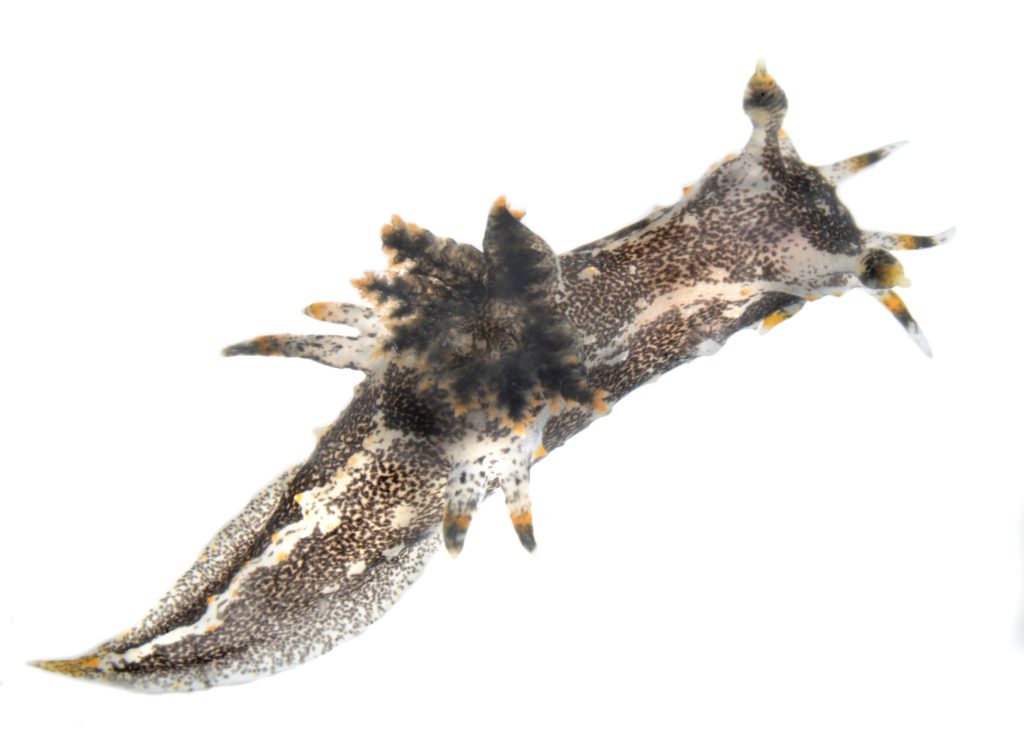 a water slug with feather-like features on top