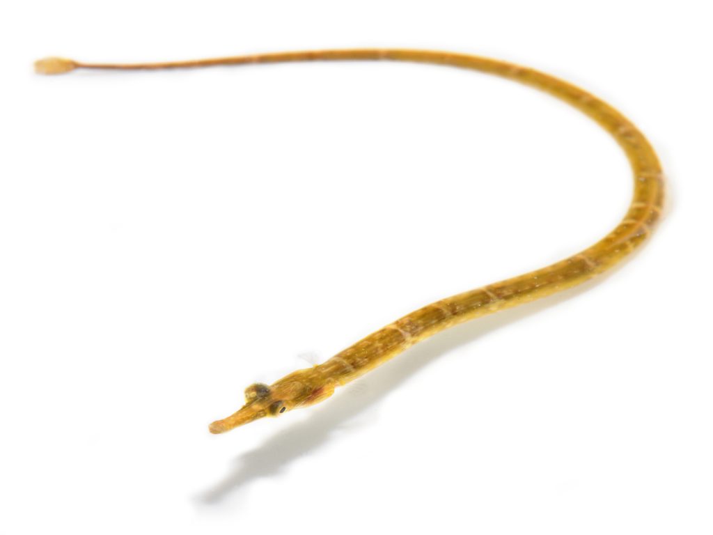 a small snake-like creature with long snout against white background