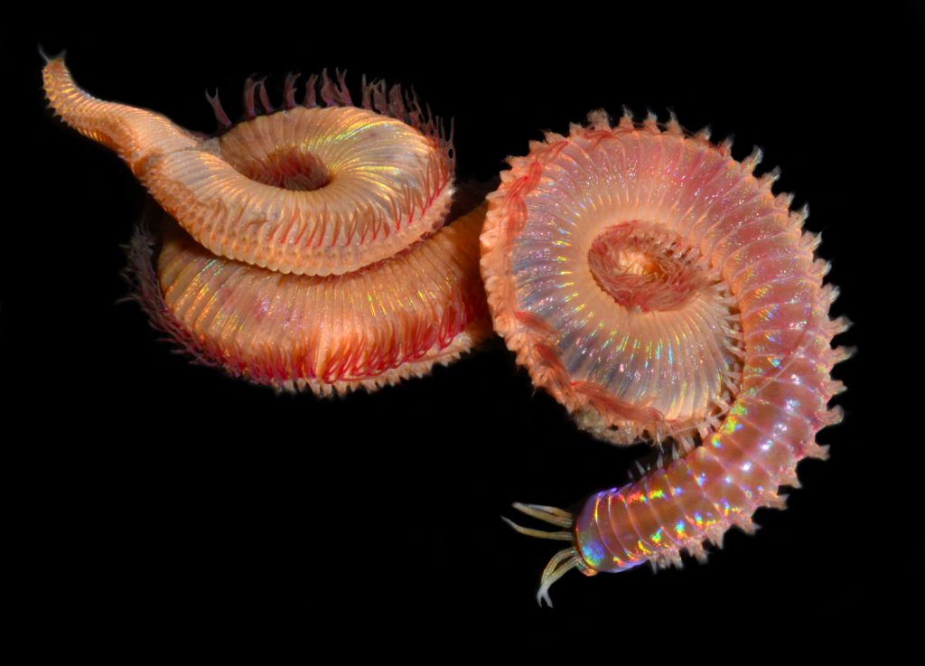 two reddish worm like creatures curled up next to each other