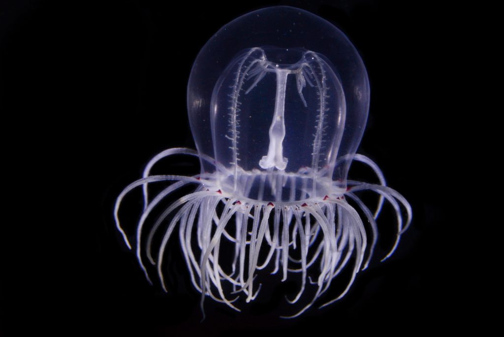 a blueish clear jellyfish like animal against black background