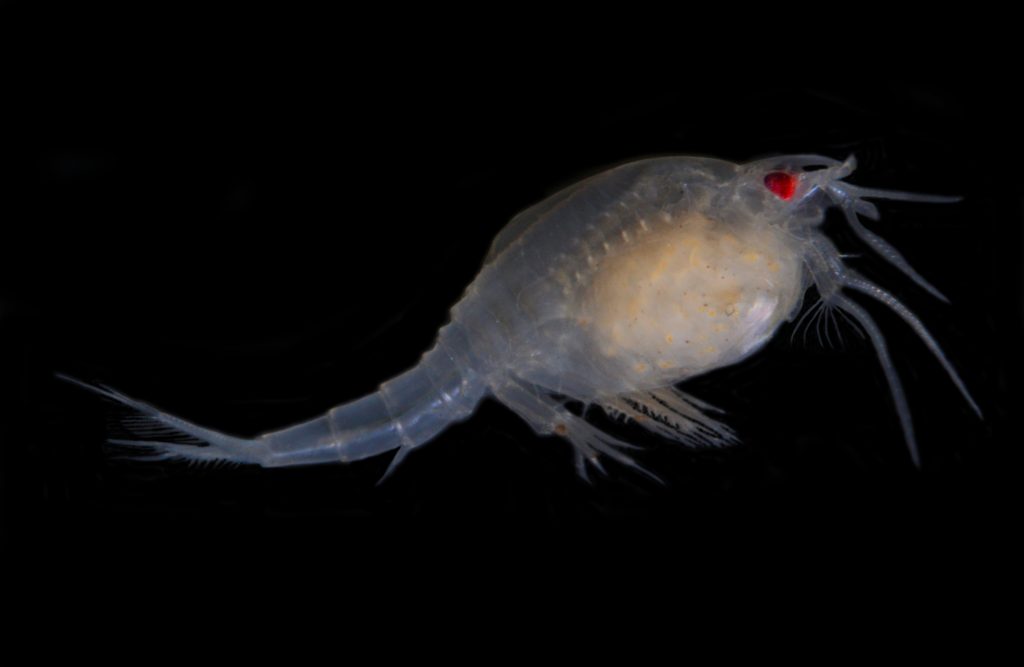 a clear little shrimp like animal with black background and red eyes
